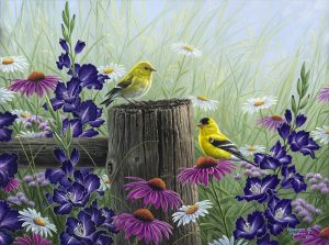 Goldfinch Meadow